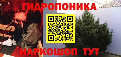 шишки Обь