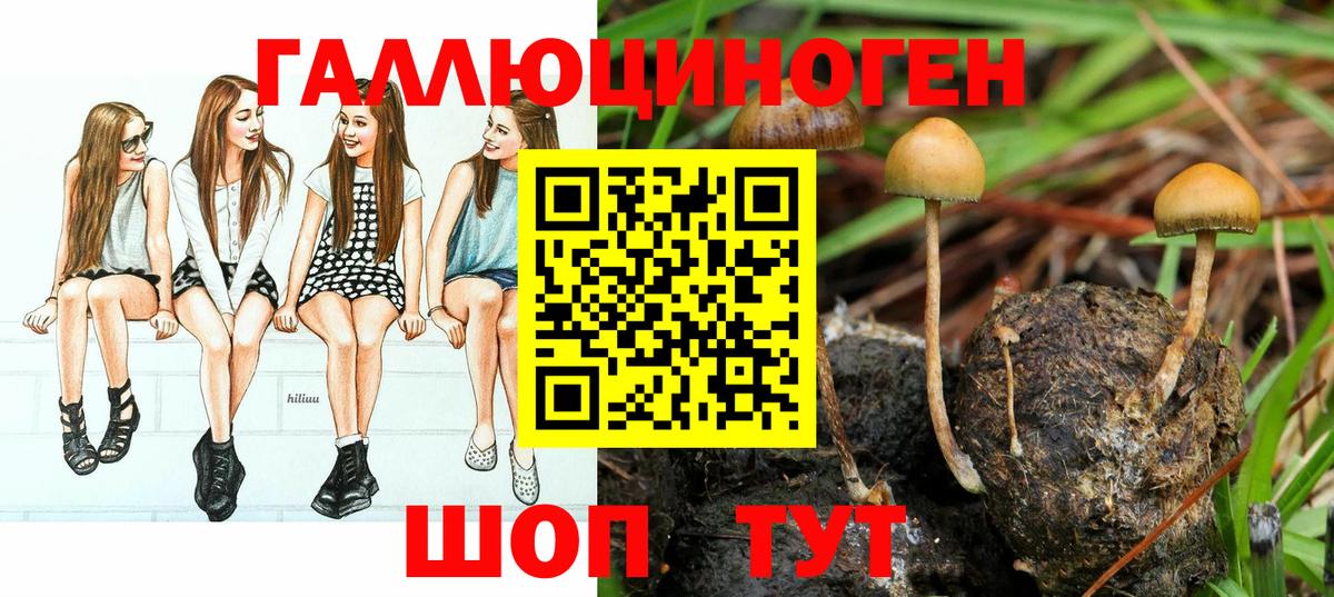 Галлюциногенные грибы Psilocybe Петропавловск-Камчатский